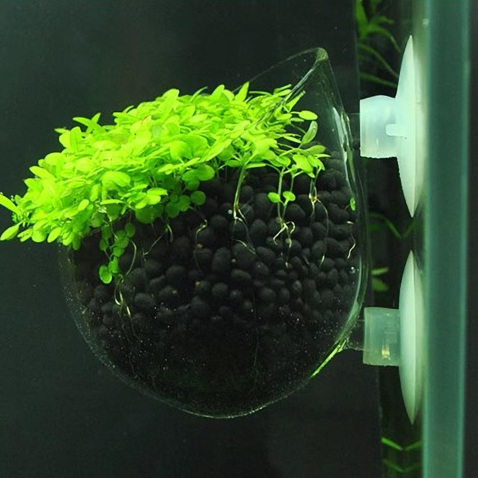 Aquarium Plant Live - 수족관 식물 홀더 유리 수생 식물