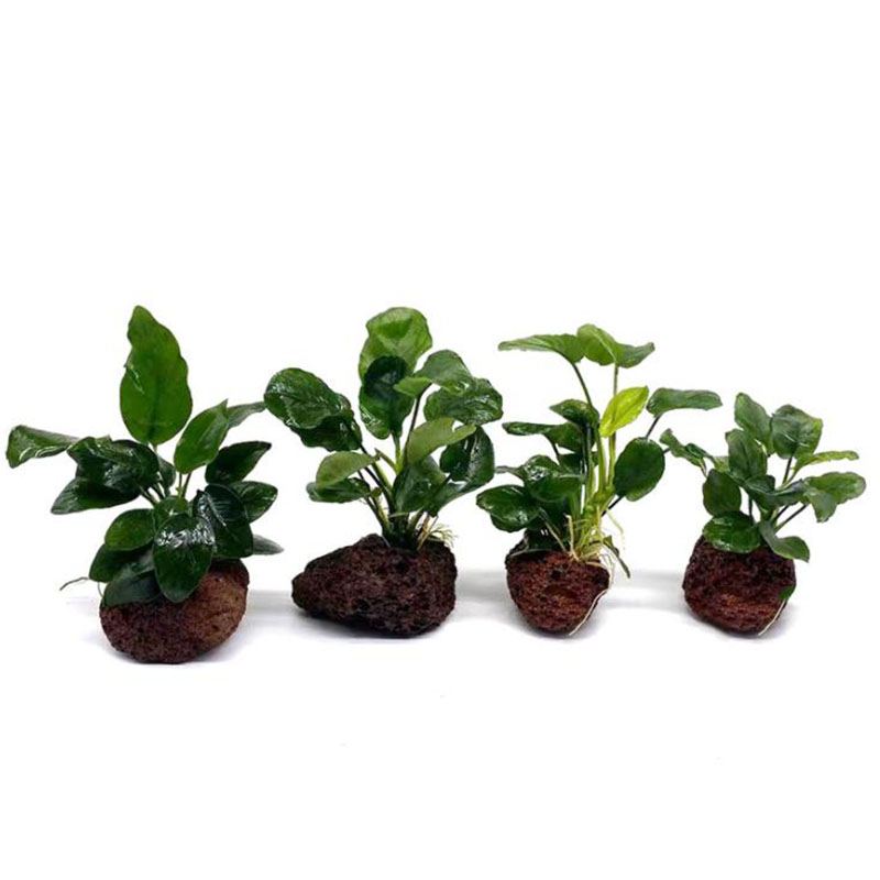 화산 수족관 장식 물고기 탱크 식물 고정 냄비 폴카 수 - Aquarium Plant Live 리뷰 및 가격