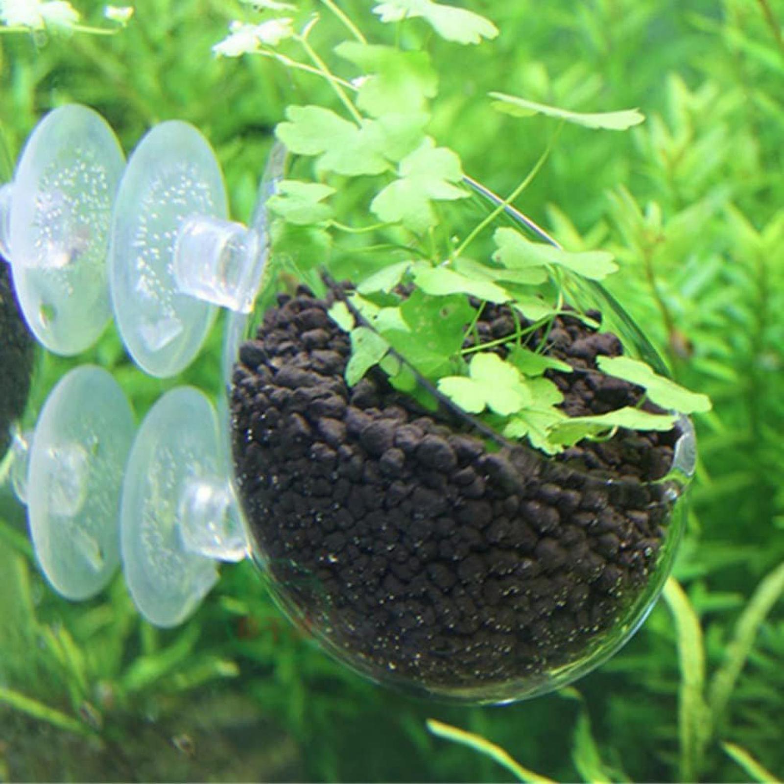수족관 식물 홀더 유리 수생 식물 화분 흡착판 포함 생 - Aquarium Plant Live 리뷰 및 가격
