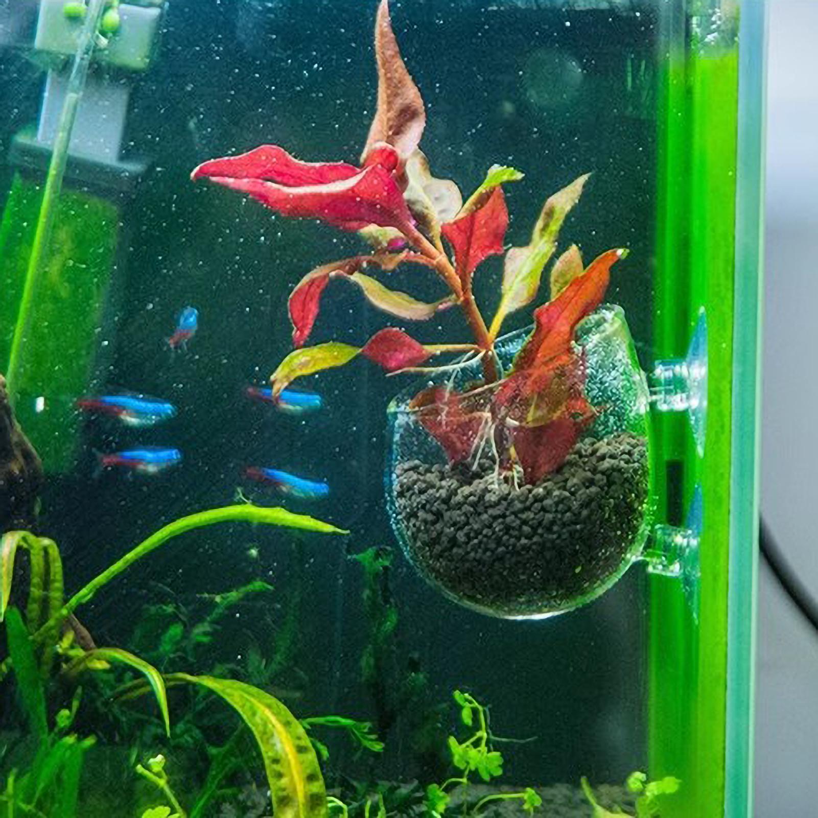 수족관 식물 홀더 유리 수생 식물 화분 흡착판 포함 생 - Aquarium Plant Live 리뷰 및 가격