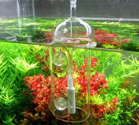 VIV Do Device 수족관 실린더 크리스탈 유리, - Aquarium Plant Live 리뷰 및 가격