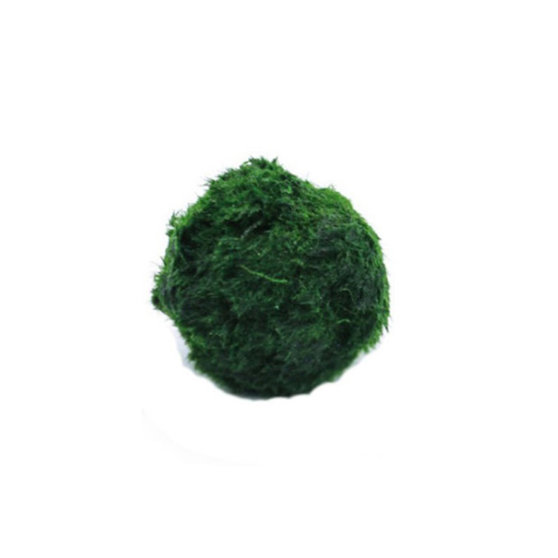 마리모 이끼 공 생물 수족관 식물 조류 물고기 새우 탱 - Aquarium Plant Live 리뷰 및 가격