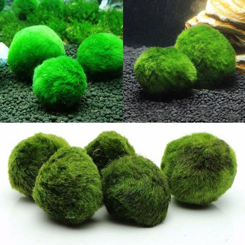 마리모 이끼 공 생물 수족관 식물 조류 물고기 새우 탱 - Aquarium Plant Live 리뷰 및 가격