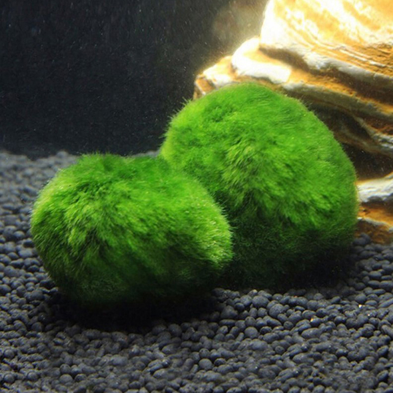 마리모 이끼 공 생물 수족관 식물 조류 물고기 새우 탱 - Aquarium Plant Live 리뷰 및 가격