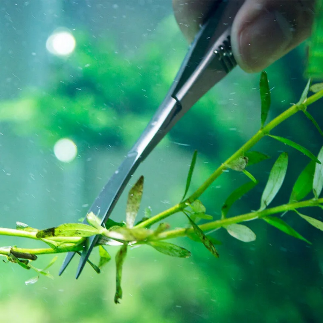 곡선 스트레이트 스프링 가위 수족관 Aquascapin - Planted Aquarium Maintenance Kit 리뷰 및 가격
